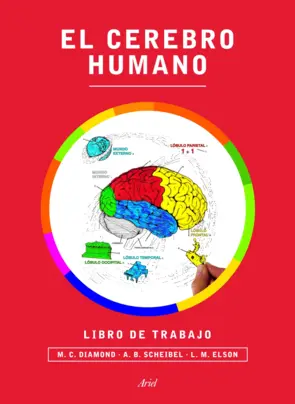 Portada El cerebro humano. Libro de trabajo